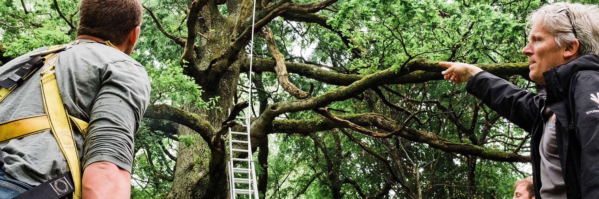 Crew by a tree with ladders and rope